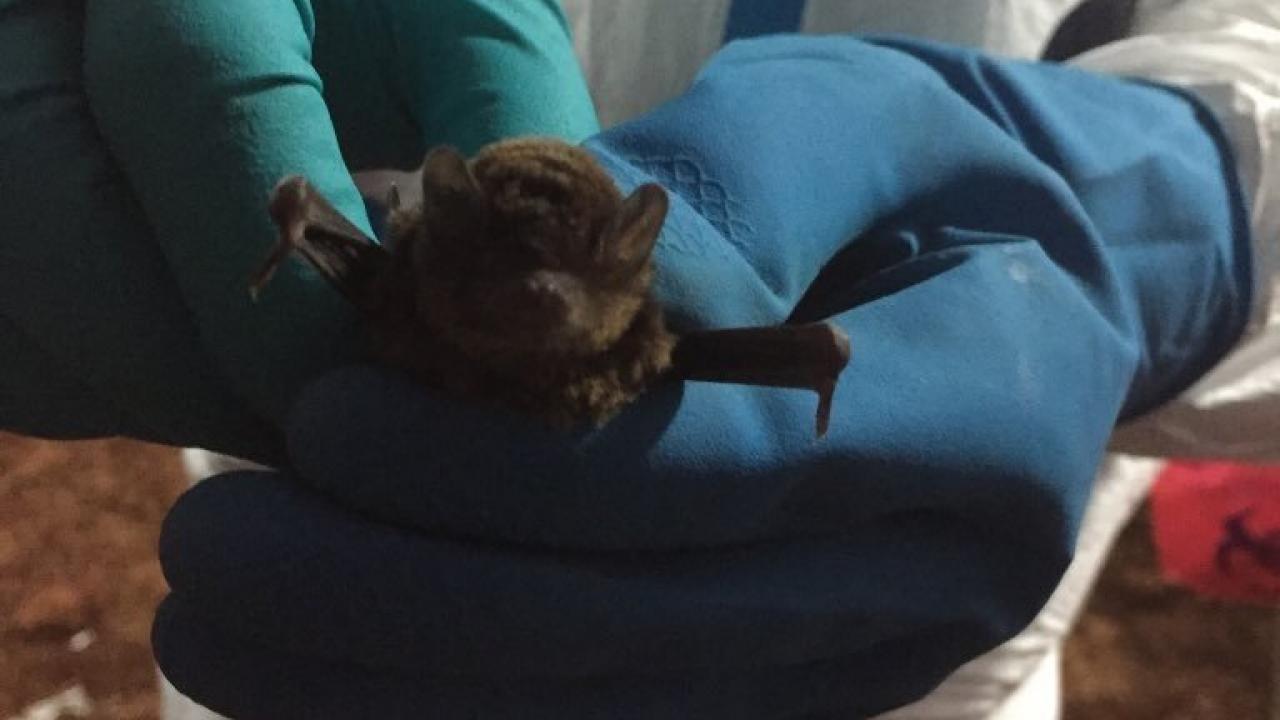 A bat being tested for Ebola. Credit: EcoHealth Alliance A bat being tested for Ebola.CreditEcoHealth Alliance