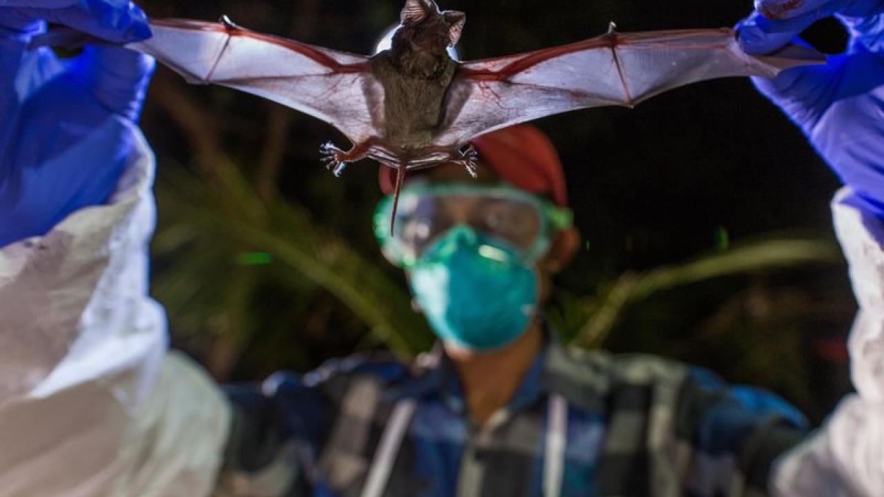 Scientists with Smithsonian’s Global Health Program examine a wrinkle-lipped bat, which can harbor a never-before-seen virus. (Roshan Patel/Smithsonian Conservation Biology Institute) Scientists with Smithsonian’s Global Health Program examine a wrinkle-lipped bat, which can harbor a never-before-seen virus. (Roshan Patel/Smithsonian Conservation Biology Institute)