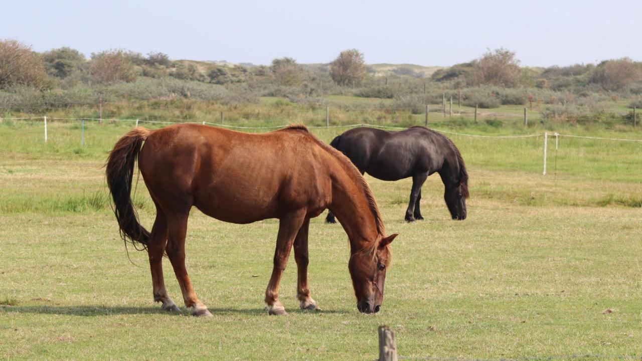 horses grazing