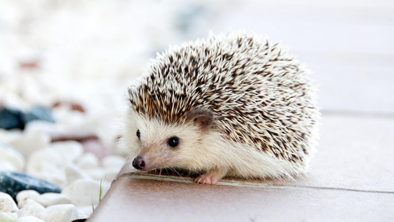 baby hedgehog baby hedgehog