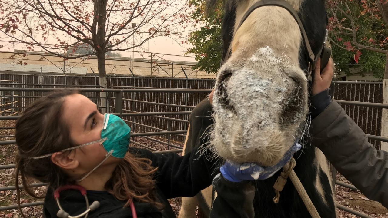 DVM student Ashley Nola treating a horse for burns at the Butte Co fairgrounds. DVM student treating burned horse