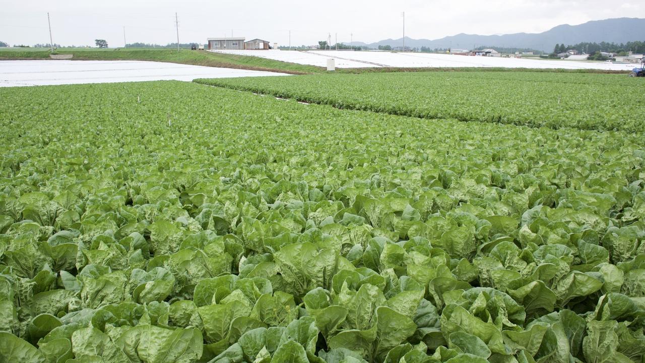 lettuce field