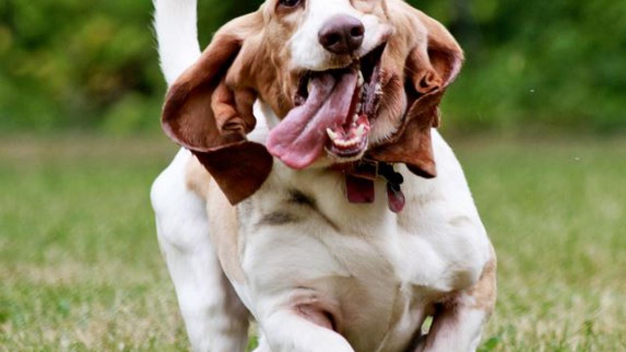 happy dog