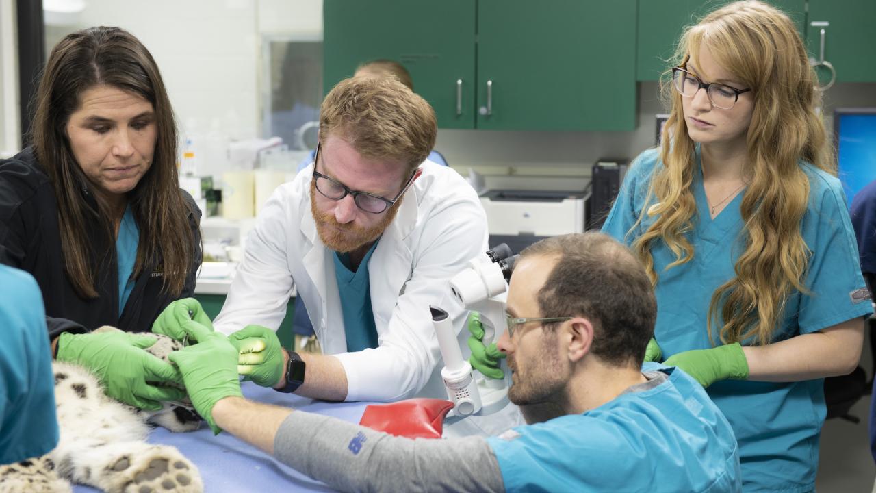UC Davis veterinary ophthalmologists examine Coconut's eyes. snow leopard cub in surgery