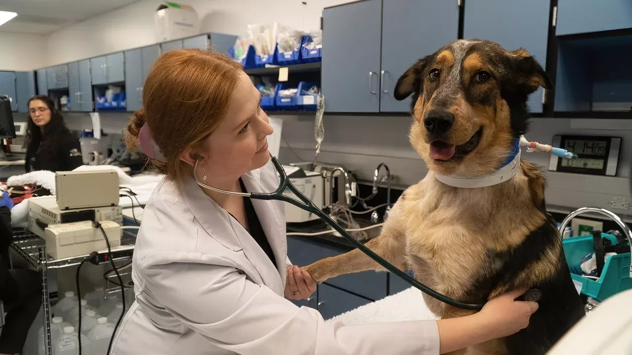 veterinarian examining a dog