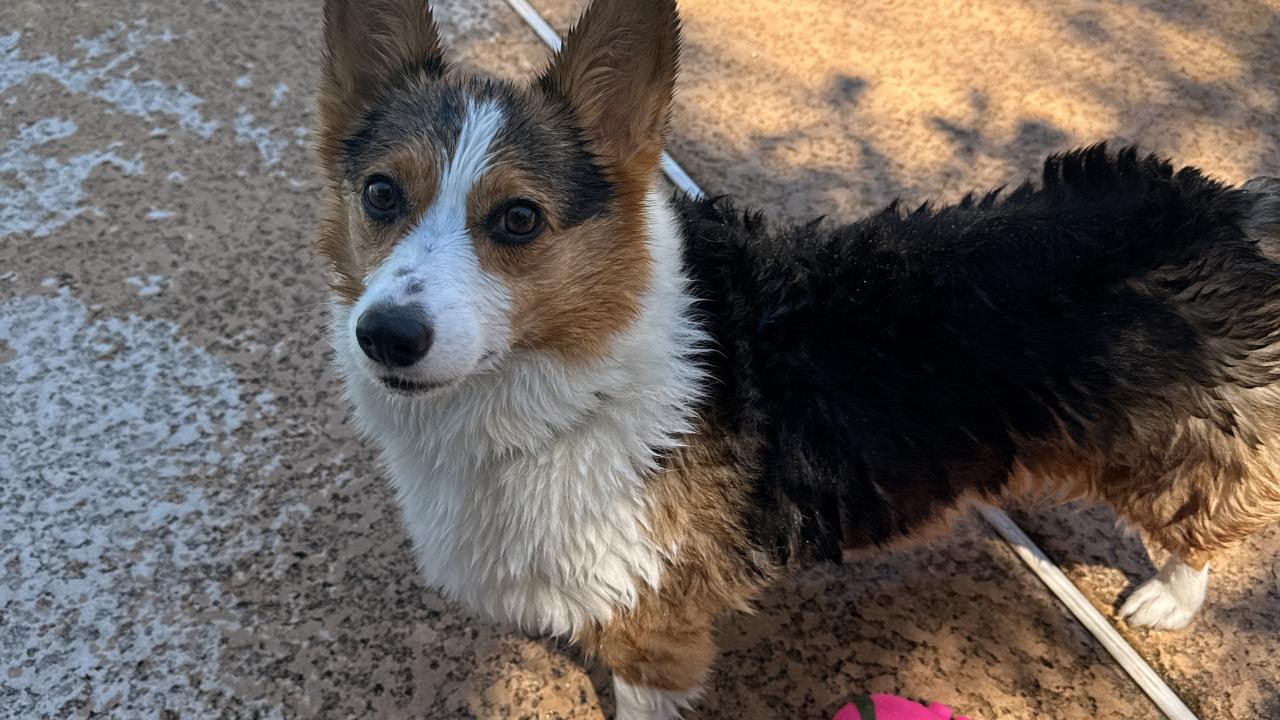 Wet tricolor Pembroke corgi looking up on wet concrete, leash and pink ball nearby