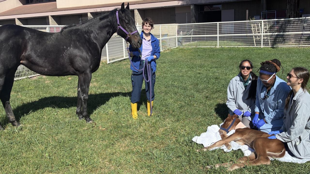 Black horse led by person in yellow boots; three people sit on grass with small brown-and-white foal