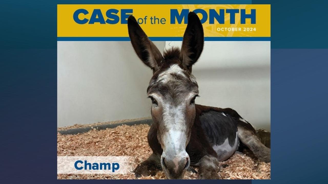 donkey in stall