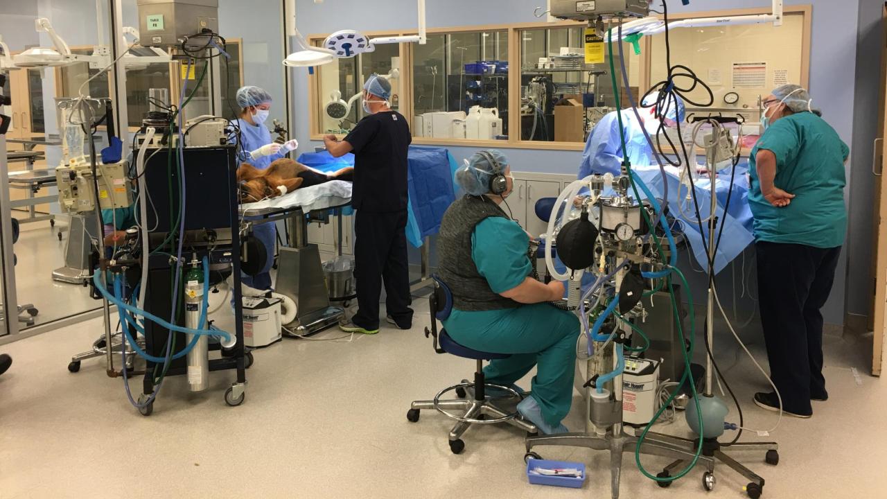 veterinary operating room at UC Davis