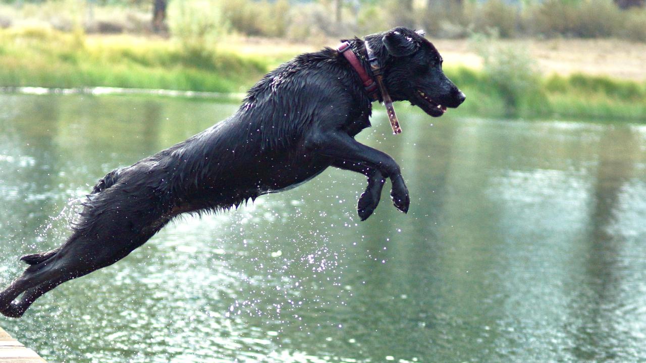 dog jumping in water