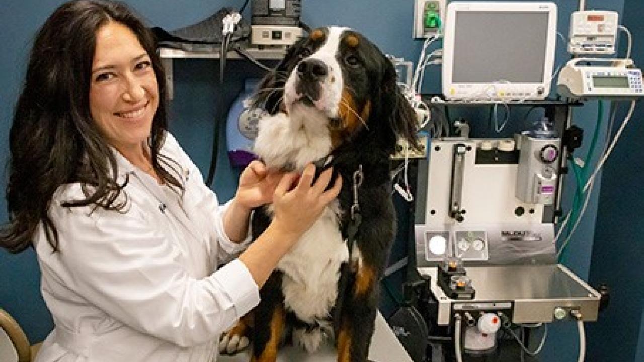 veterinarian examining dog