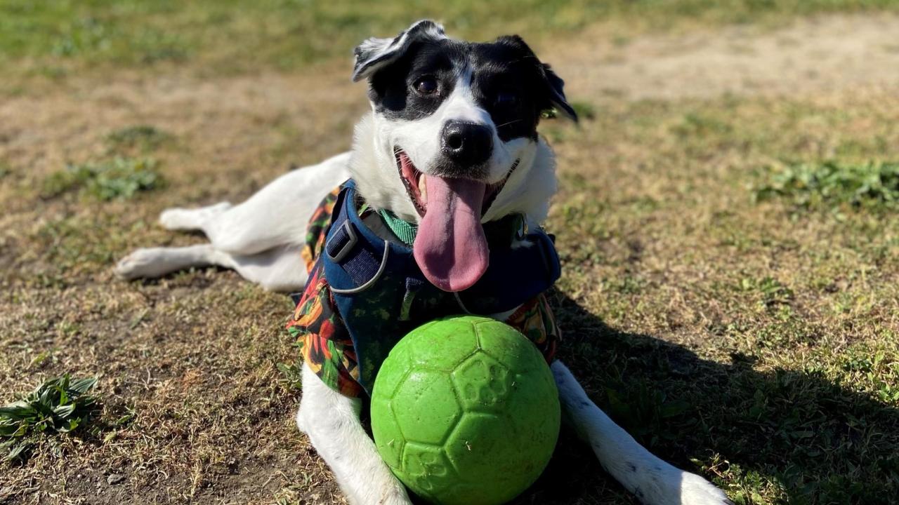 border collie on grass with ball 