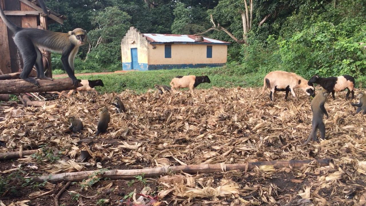 monkey near cows