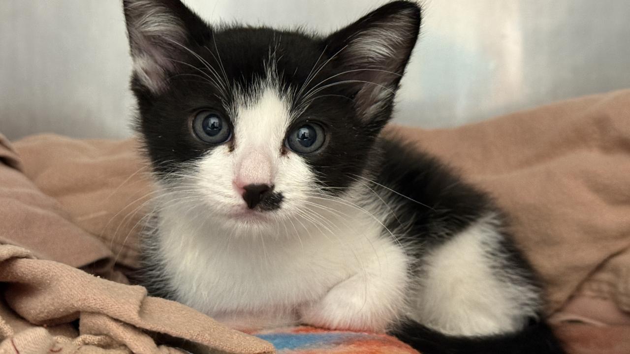 kitten laying on blanket
