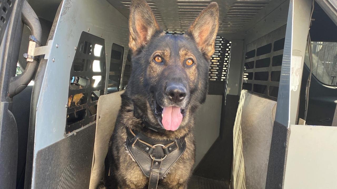 police K9 officer German shepherd dog sitting in police car