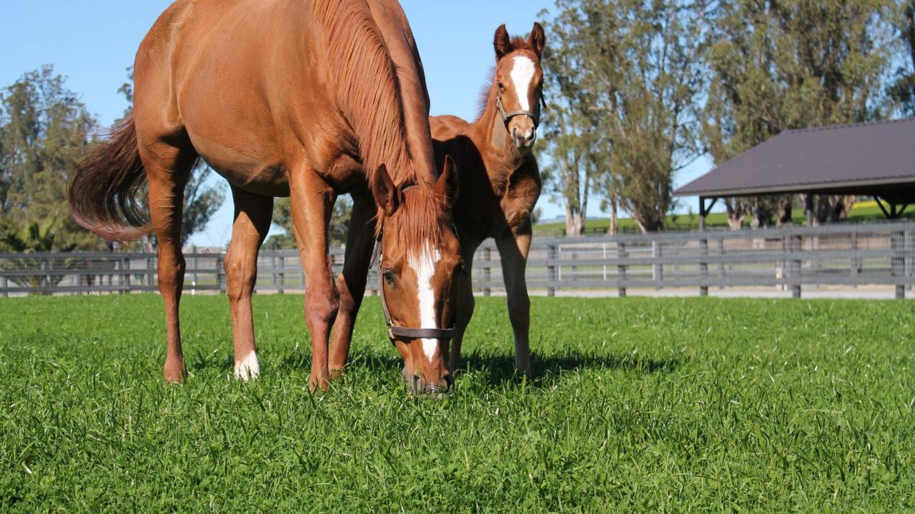 mare and colt