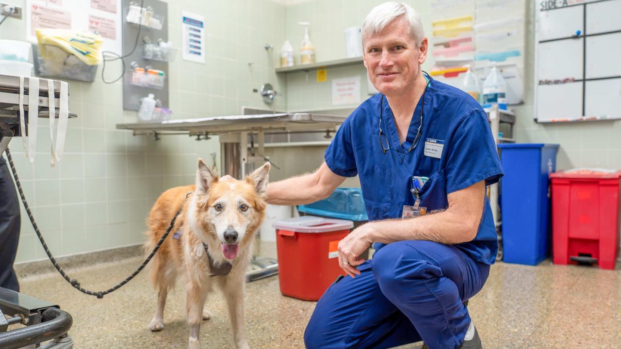 Older veterinary professional in blue scrubs kneeling beside leashed tan dog in clinic, calm photo