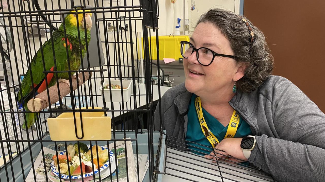 veterinary technician looking at parrot in cage