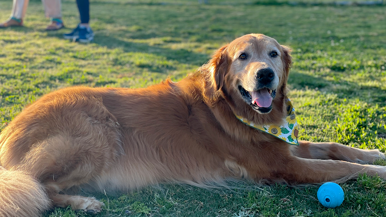 A golden retriever is sitting on the grass in the evening sunlight with a ball.