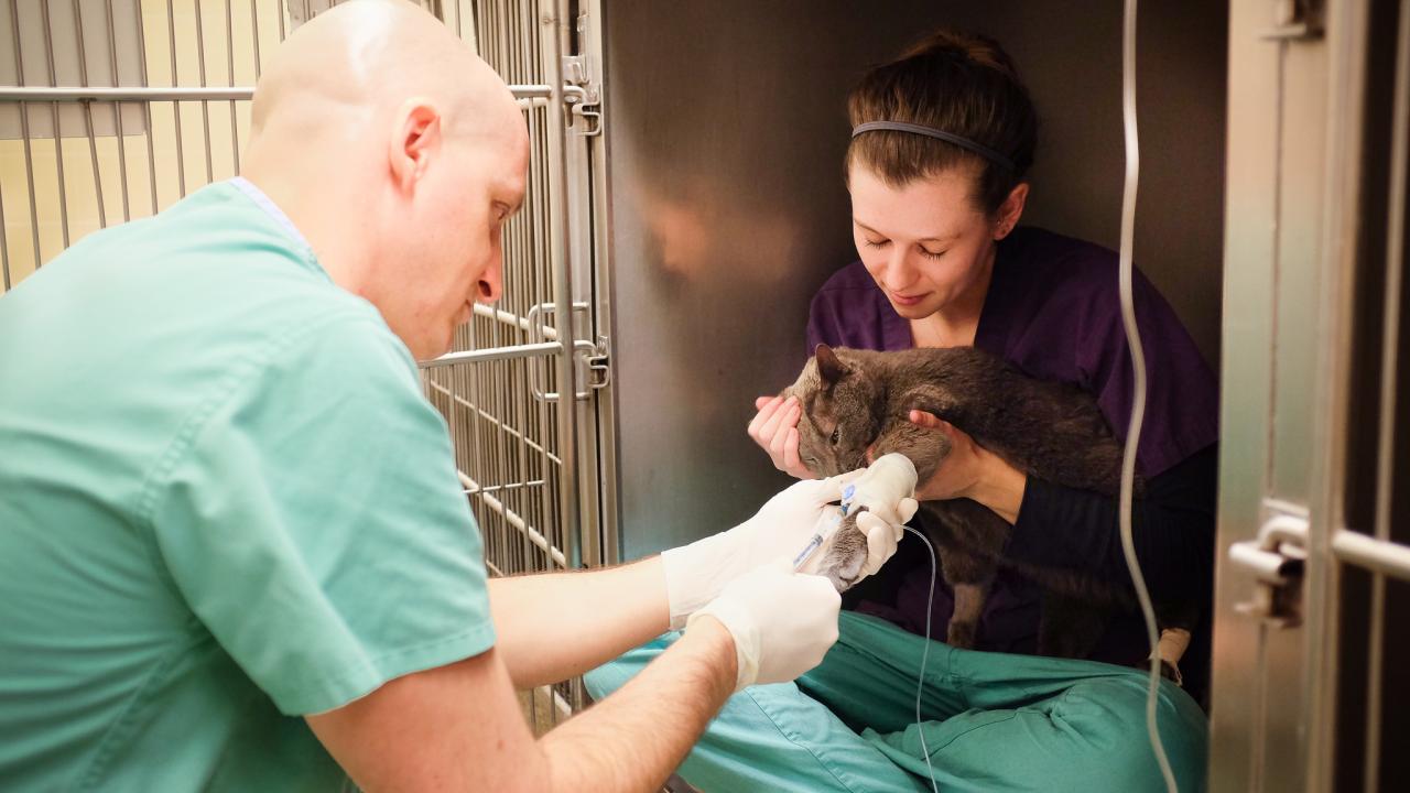 veterinary team treating cat