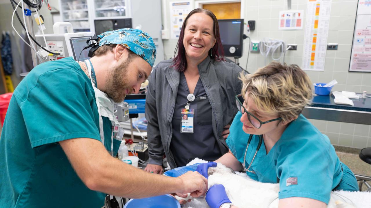 Medical team in teal scrubs attending to animal on exam table, smiling supervisor behind