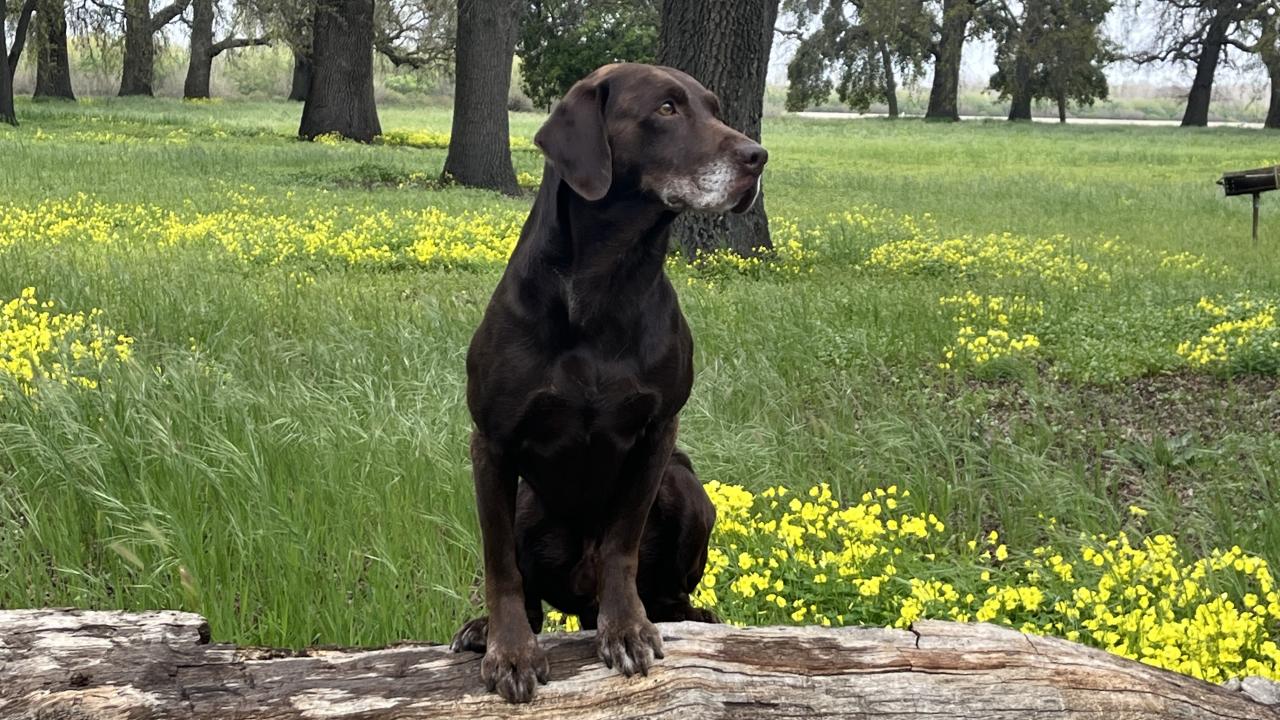 dog standing on a log