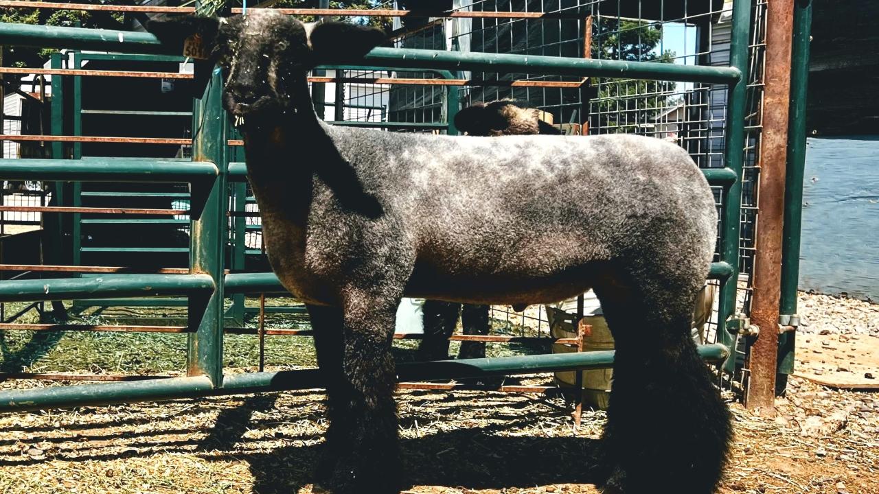 sheep in corral