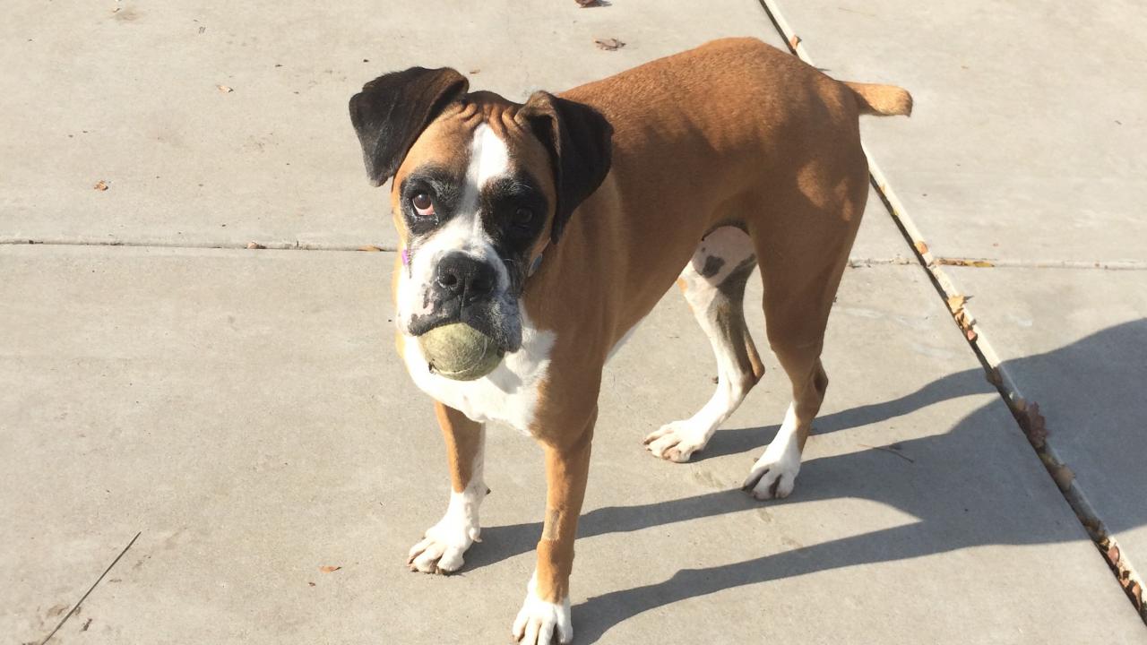 boxer dog