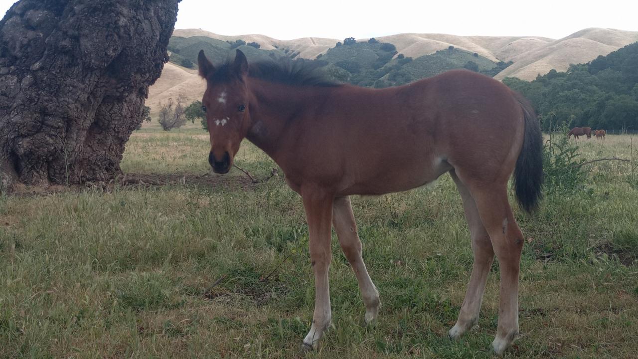 foal in pasture