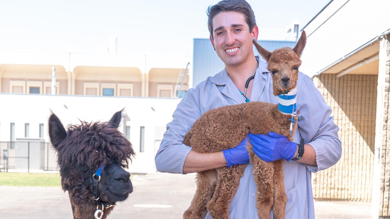 Smiling man wearing blue gloves holds small brown alpaca; dark alpaca beside him