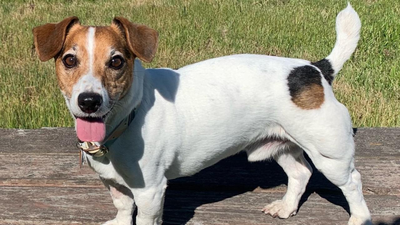 photo of Jack Russell terrier