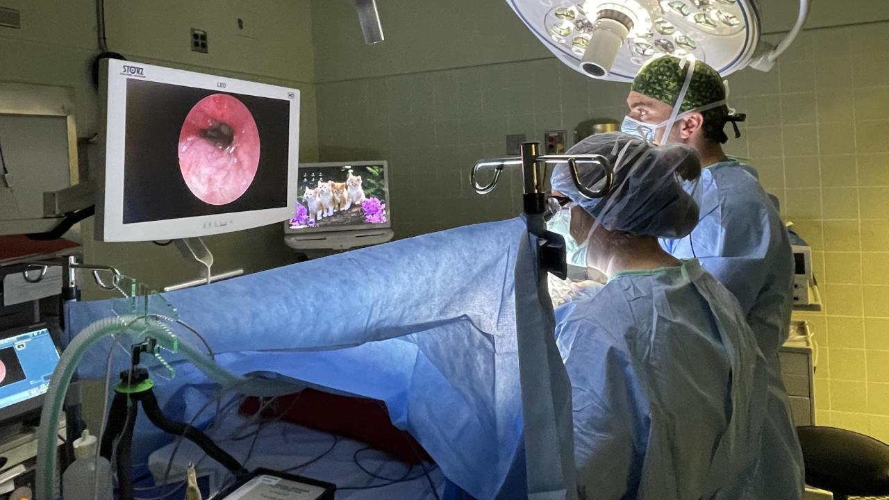veterinarians in surgery