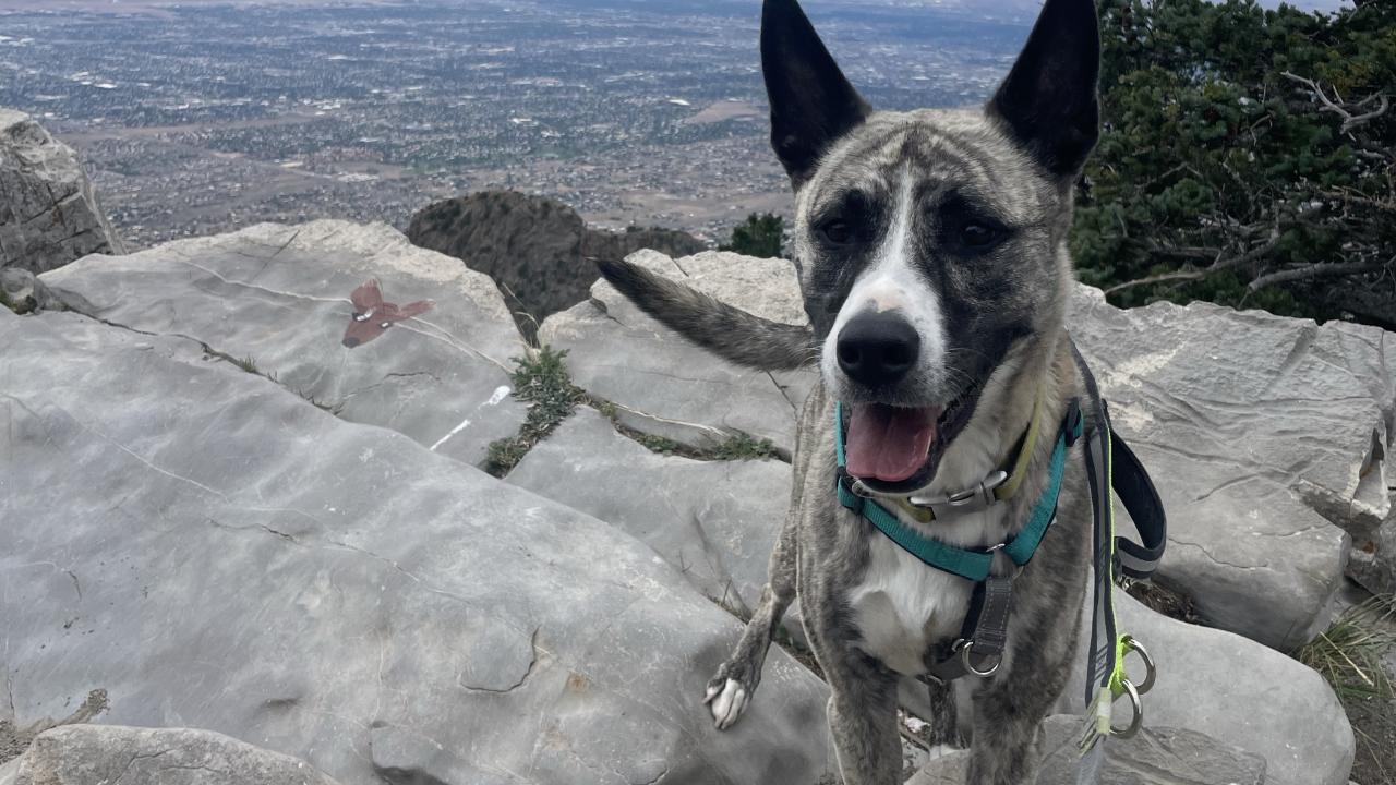 dog hiking in mountains