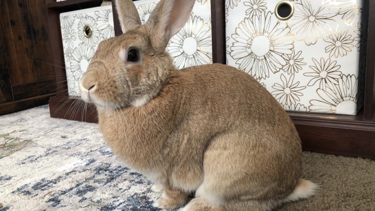 Emergency Surgery Saves Rabbit with Liver Lobe Torsion | School of ...