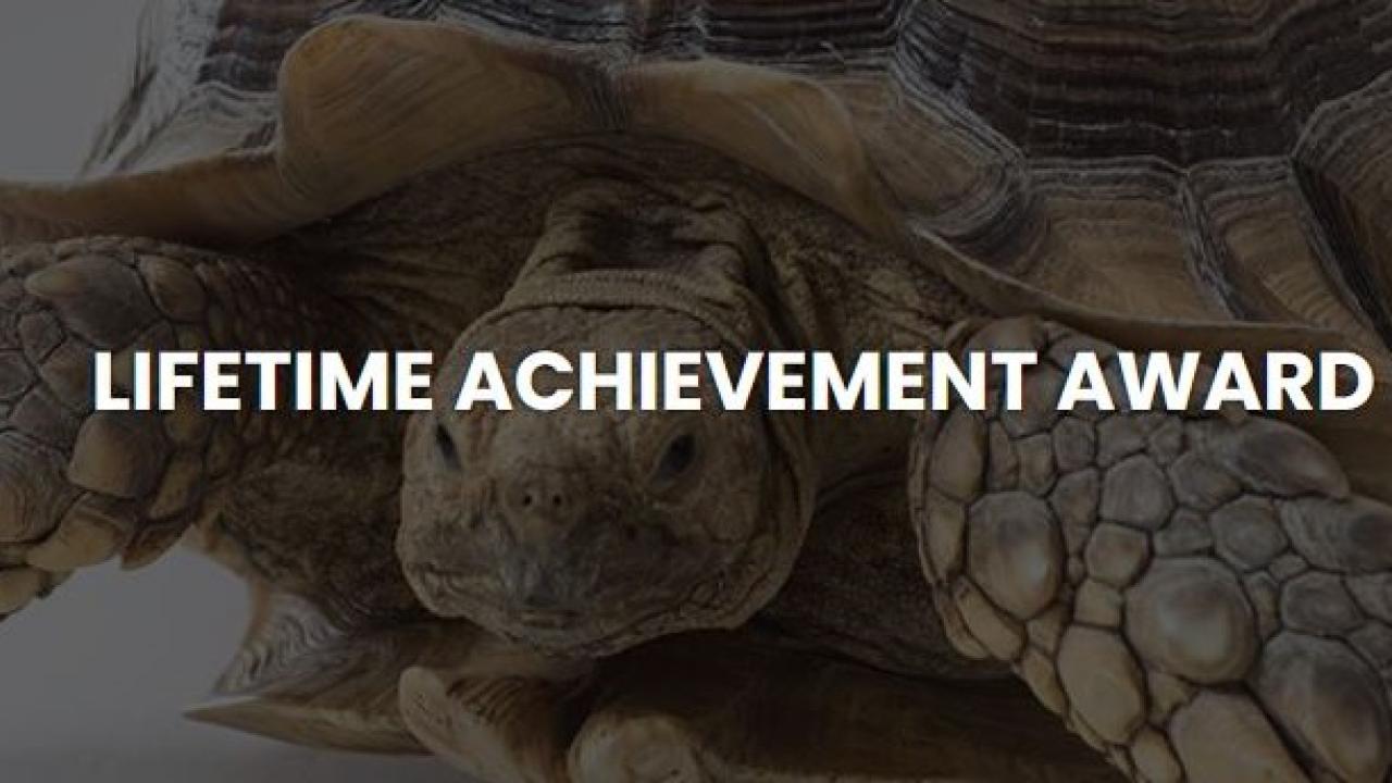 tortoise