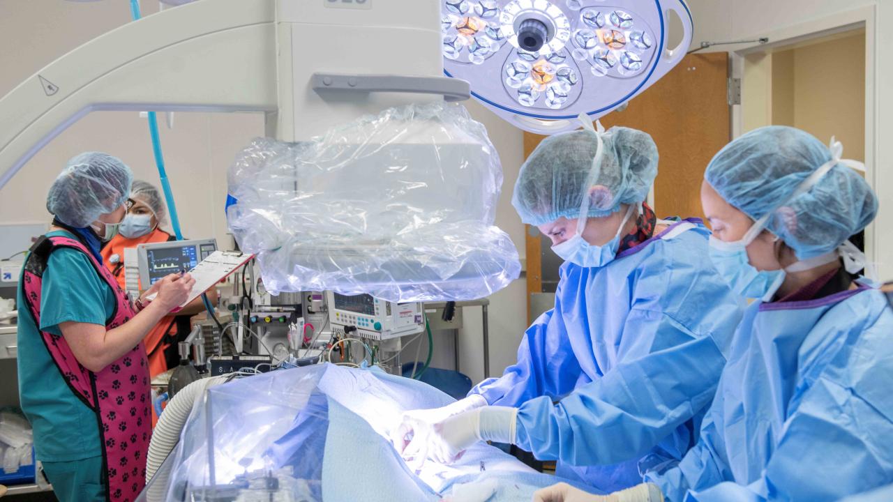 veterinarians in surgery