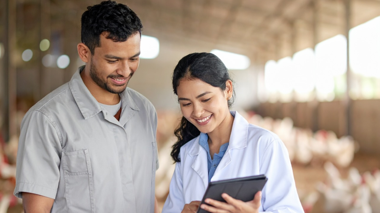 female veterinarian showing male worker information on portable computer while standing in poultry production facility