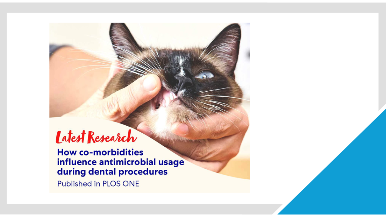 cat getting mouth examined