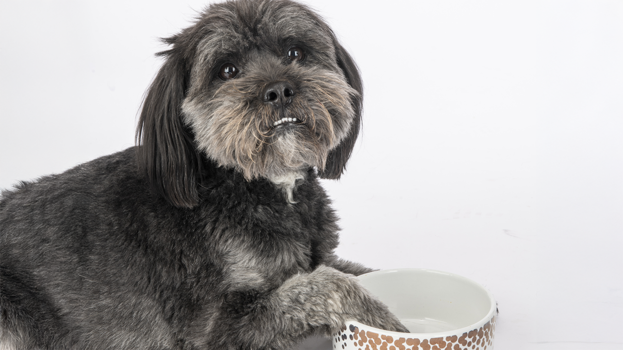 Clarence the dog, sitting with an empty food bowl.