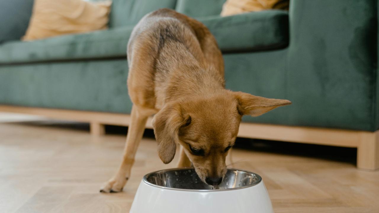 dog eating from bowl