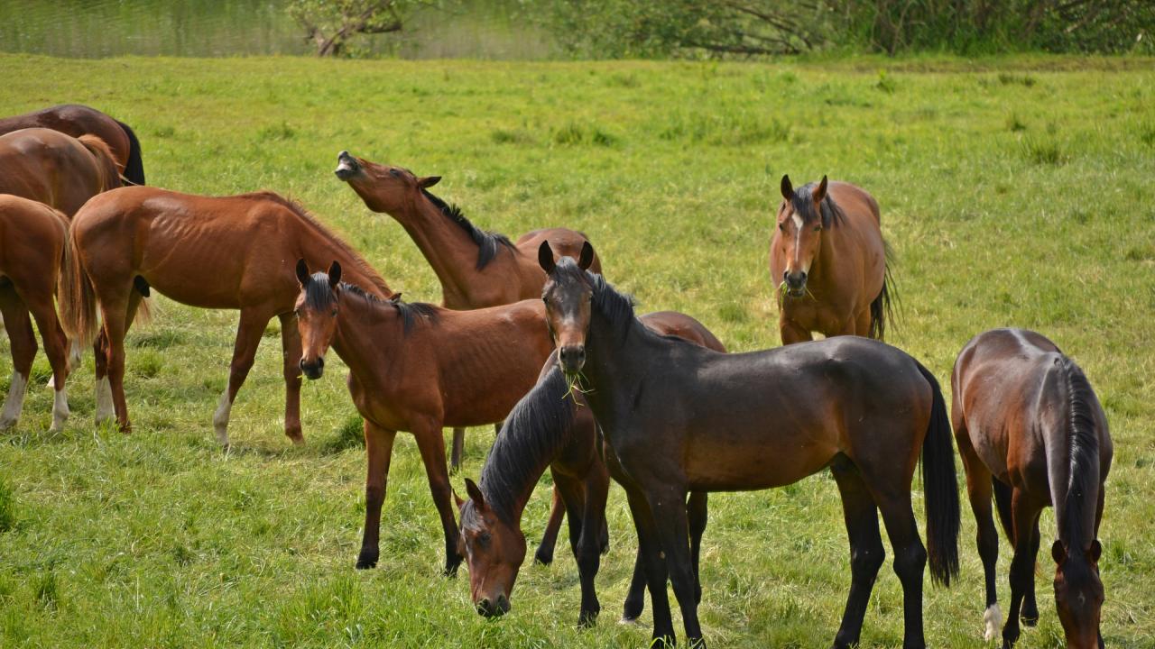 Group of brown and bay horses grazing and standing in a green pasture