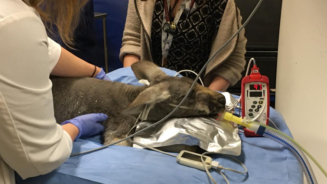 kangaroo being examined at UC Davis veterinary hospital