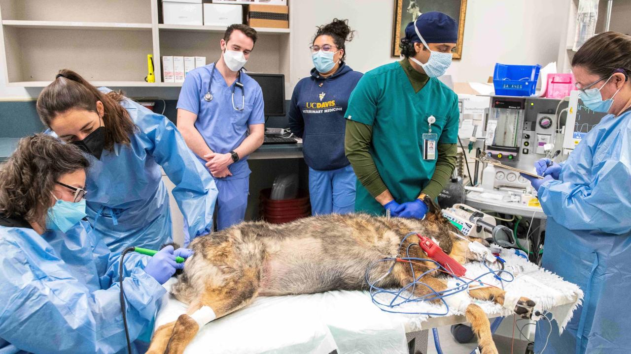 two veterinarians performing a procedure on a dog at the UC Davis veterinary hospital, while students observe