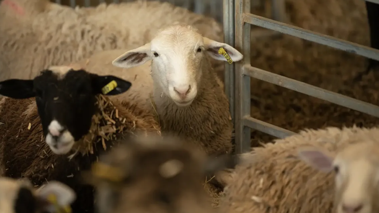 White-faced sheep with yellow ear tags among a flock in a pen