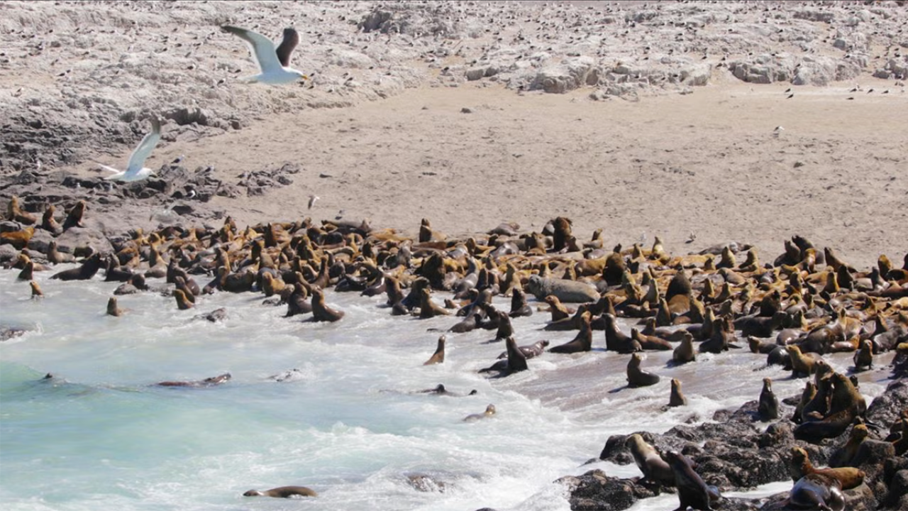 A large group of seals resting on rocks near the shoreline, with a few seagulls flying above.