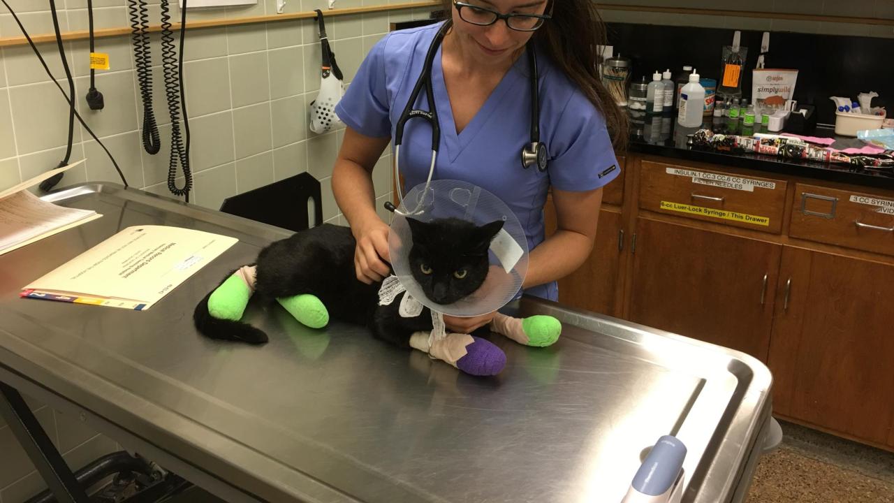 student with burned cat from wildfire