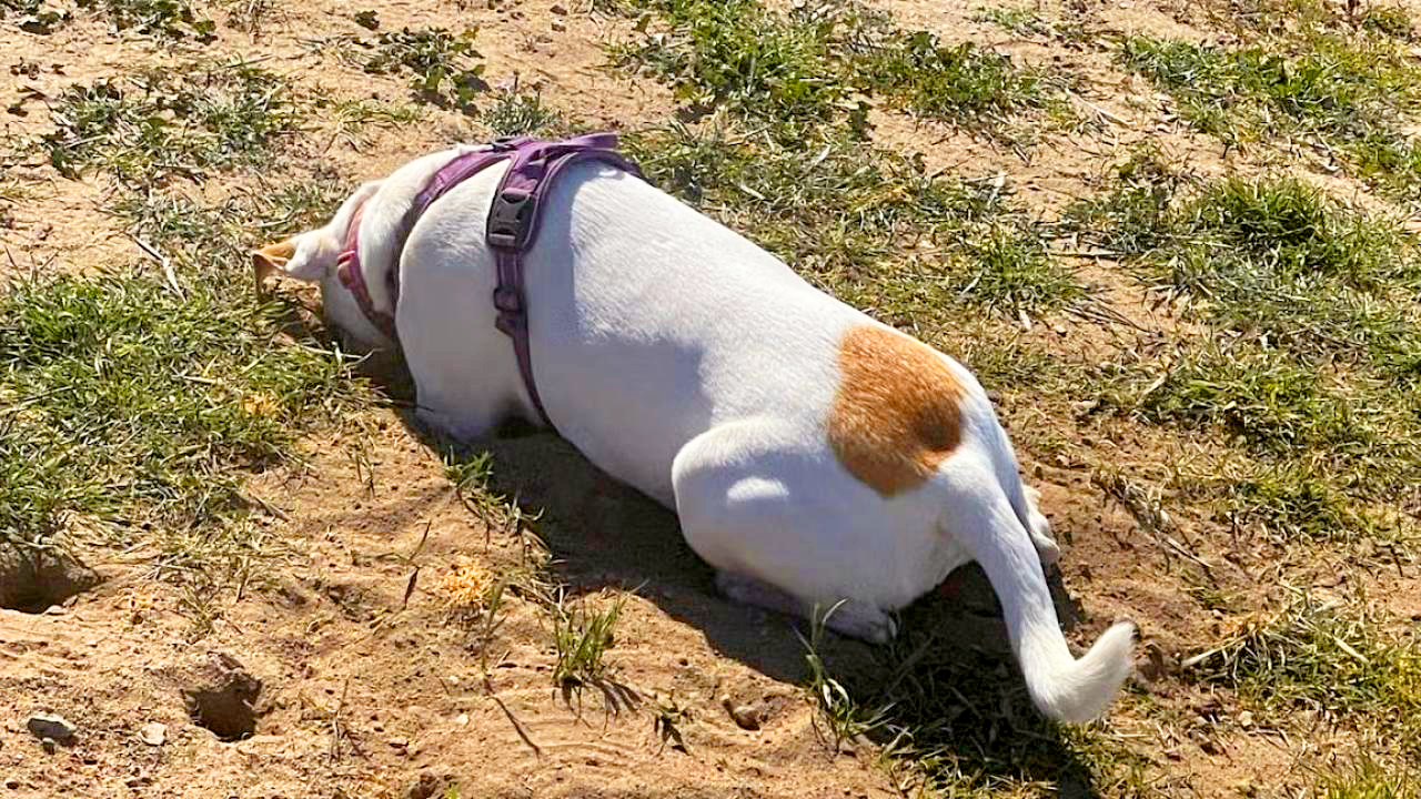 A dog laying down and digging in dirt.