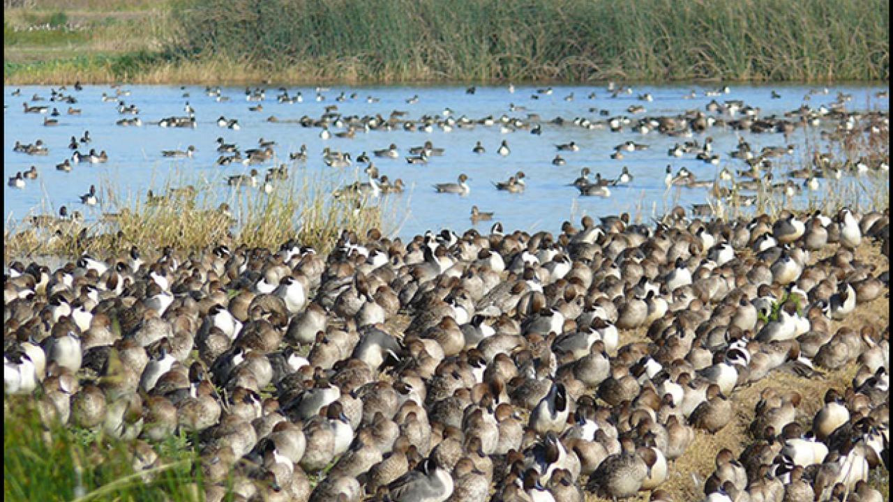 wild waterfowl