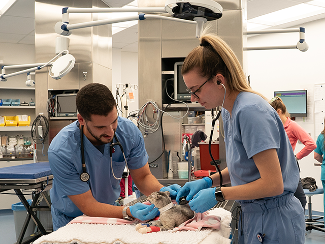 Vets treating a cat in the emergency room.