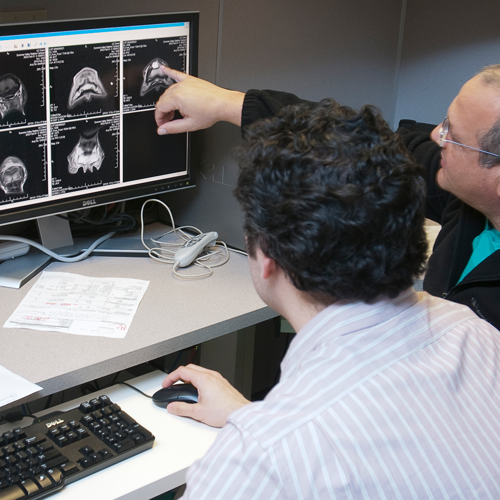 vets review xrays